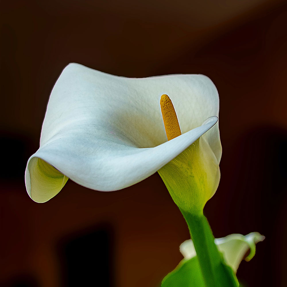 Closeup of a white calla lily