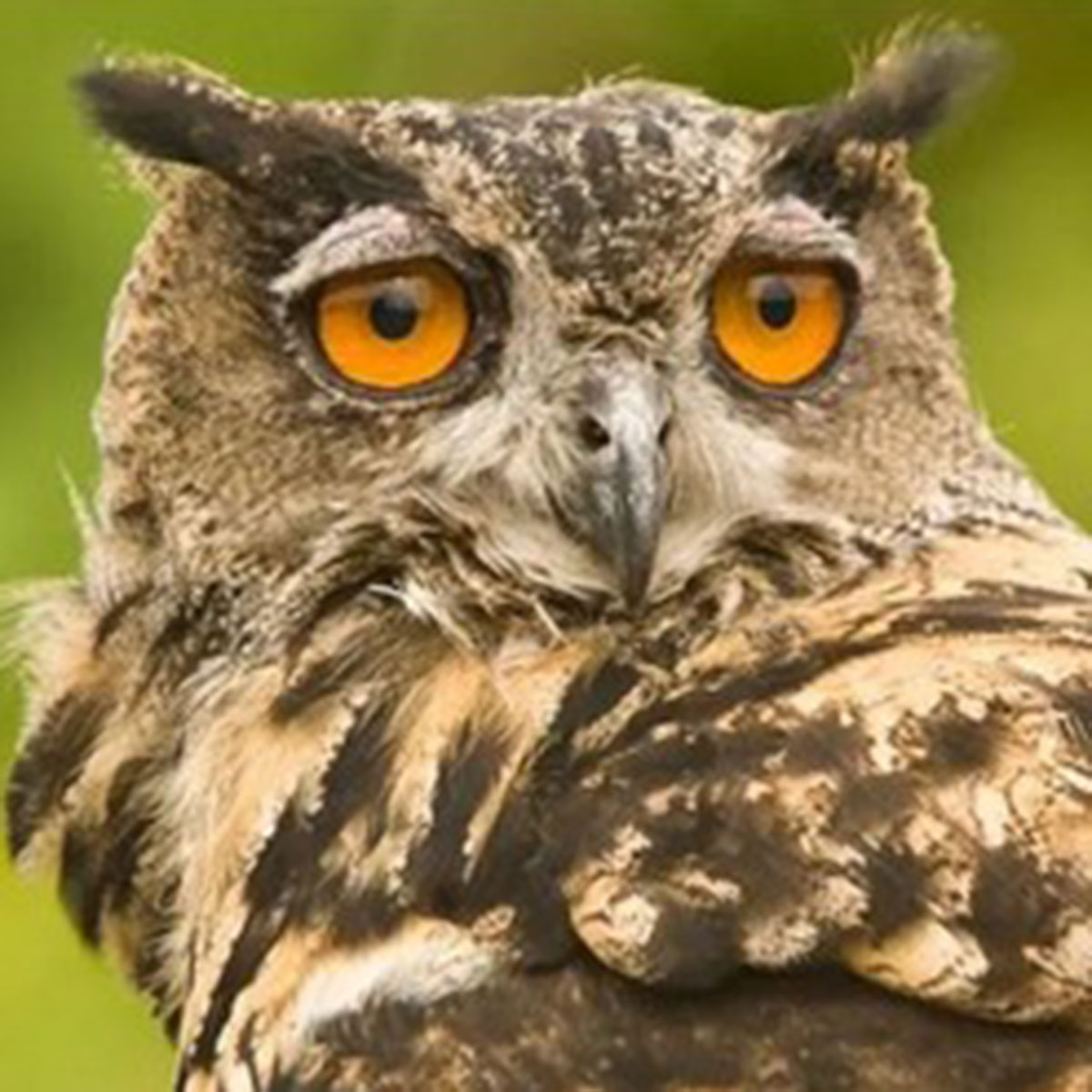 An owl with orange eyes and light and dark brown feathers, facing the camera